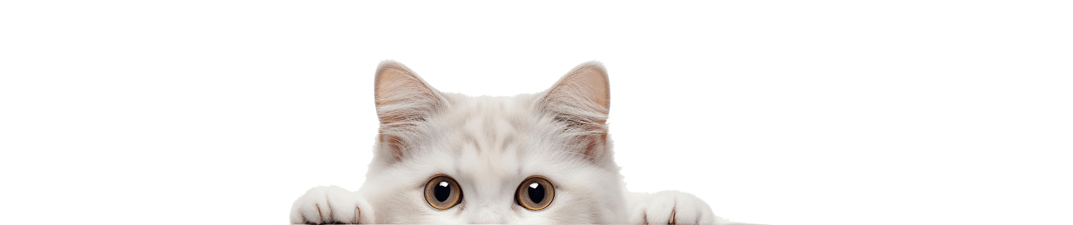 Gatitos ensamblado mueble para gato BALI